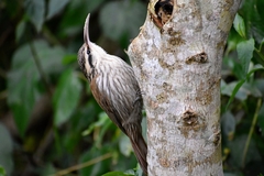 Lepidocolaptes angustirostris