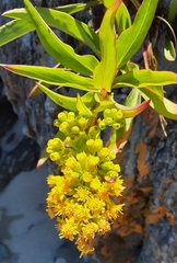 Solidago sempervirens
