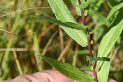 Symphyotrichum firmum