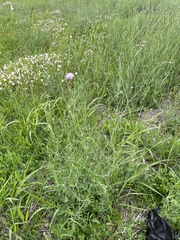 Sixalix atropurpurea