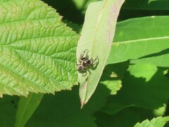 Eris militaris