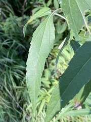 Helianthus grosseserratus