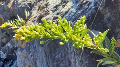 Solidago sempervirens