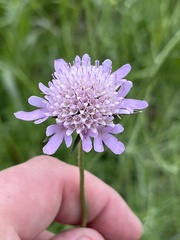 Sixalix atropurpurea