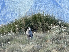 Marmota olympus
