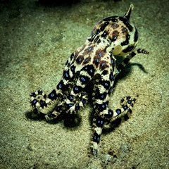 Hapalochlaena maculosa