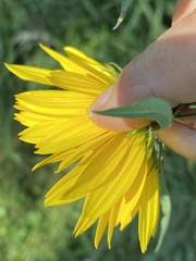 Helianthus grosseserratus