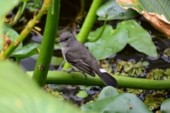 Serpophaga nigricans