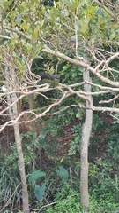 Grallina cyanoleuca