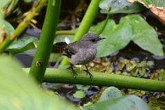 Serpophaga nigricans
