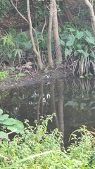 Grallina cyanoleuca