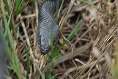 Coluber constrictor constrictor