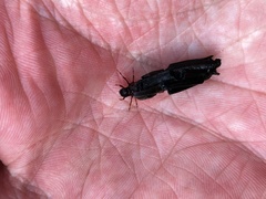 Limnephilus