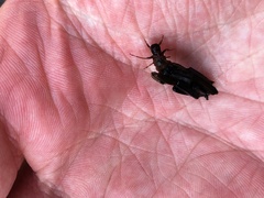 Limnephilus