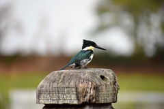 Chloroceryle americana