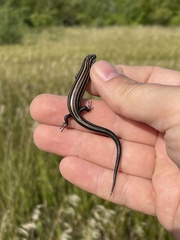 Plestiodon septentrionalis