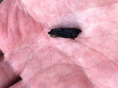 Limnephilus