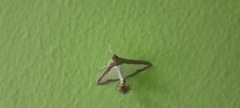 Diaphania hyalinata
