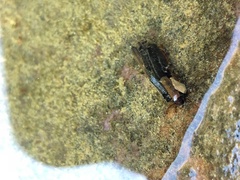 Limnephilus