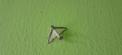 Diaphania hyalinata