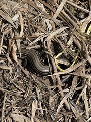 Plestiodon septentrionalis