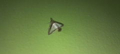 Diaphania hyalinata
