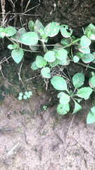 Cyanthillium cinereum