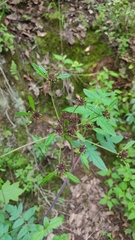 Arracacia
