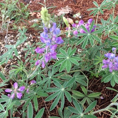 Lupinus argenteus palmeri