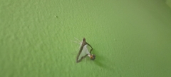 Diaphania hyalinata
