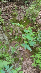 Arracacia