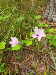 Ipomoea macrorhiza