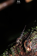 Archaeognatha