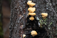 Climacocystis borealis