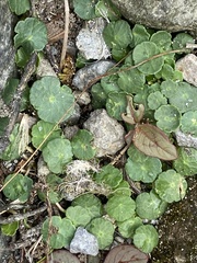 Hydrocotyle vulgaris