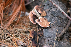 Rhodofomes cajanderi