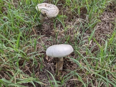 Agaricales