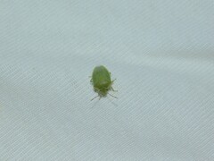 Acrosternum millierei