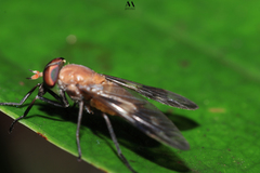Tabanomorpha