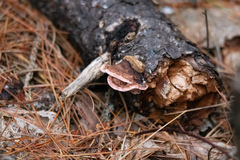 Rhodofomes cajanderi