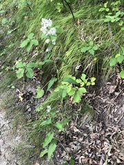 Symphyotrichum urophyllum