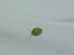 Acrosternum millierei