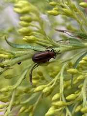 Microrhopala vittata