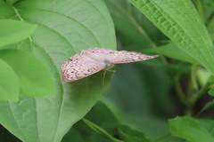 Junonia atlites