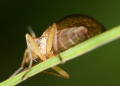 Limnia conica