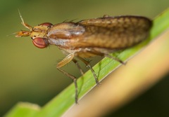 Limnia conica