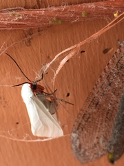 Pygarctia