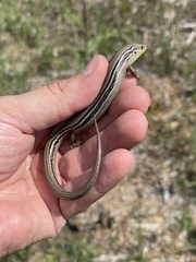 Plestiodon septentrionalis