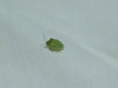 Acrosternum millierei