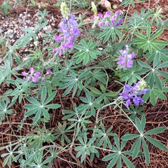 Lupinus argenteus palmeri
